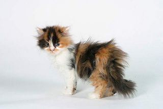 Schon die kleinen Perskatzen-Kitten haben plüschiges Fell
