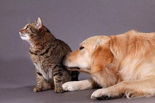 Erste Kontaktaufnahme zwischen Hund und Katze