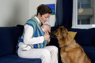 Hund und Baby aneinander gewöhnen