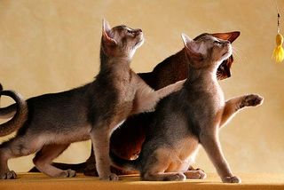 Lustige Katzen: Und eins, zwei, drei - Wiegeschritt