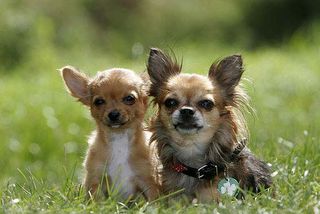 Chihuahua mit Welpe