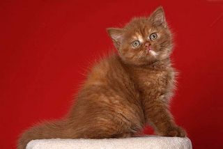 Bkh Rot Britisch Kurzhaar Kitten - Tipps und Fotos | Die TIEREXPERTEN