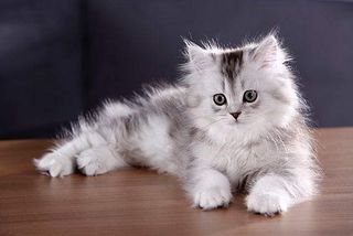 Die Kitten der Britisch Langhaar sehen entzückend aus