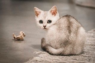 Burmilla