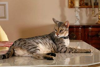 Die Savannah-Katze zählt zu den großen Katzenrassen
