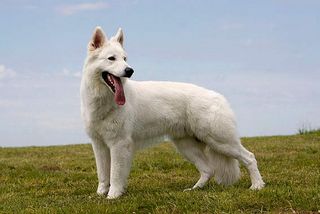 Weiße Schäferhunde sind extrem anhänglich