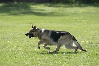 Der Deutsche Schäferhund ist ein typischer Arbeitshund