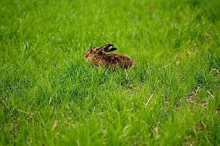 Feldhasen sind an ihren schwarzen Ohrspitzen zu erkennen
