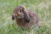 Kaninchenrassen von A bis Z