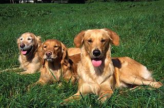 Golden Retriever gehören im Allgemeinen zu den ruhigen Hunderassen