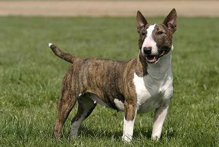 Bullterrier zählen zu den Listenhunden der Kategorie 1
