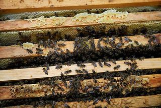 en auf geöffneten Bienenstock