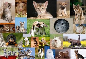 Bilder von Tieren