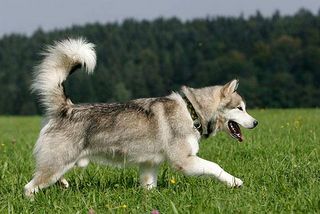 Nordische Hunde benötigen viel Bewegung