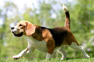 Beagle sind fröhlich, lebhaft und lauffreudig