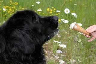 Eis sollten Hunde nicht fressen!