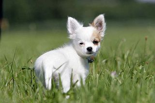 Das Haarkleid der Chihuahuas ist fein und seidig