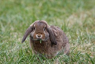 Kaninchen frisst Gras
