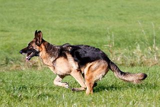 Deutsche Schäferhunde sind gehorsam und bewegungsfreudig