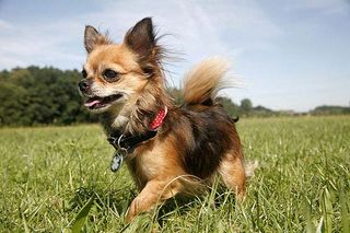 Chihuahuas gehören zu den beliebtesten kleinen Hunden