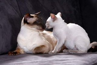 Siamkatze mit einem ihrer Kitten