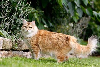 Sibirische Katzen haben vor allem in der kalten Jahreszeit ein langes Fell