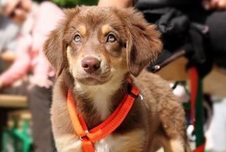 Hundegeschirre eignen sich auch schon für Welpen