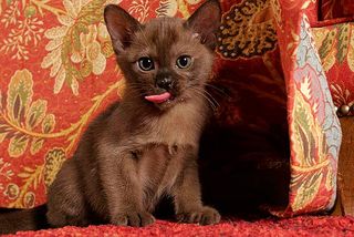 Burma-Kitten sind so frech wie es hier aussieht ...