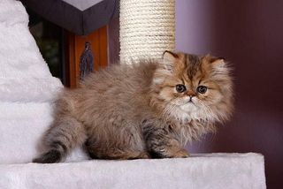 Bereits Perser-Kitten haben sehr langes Haar