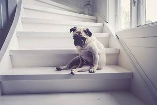 Viele Hunde sehen das Treppensteigen kritisch