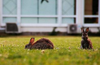 Kaninchen nähern sich Wohnsiedlungen deutlich öfter