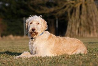 Auch der Goldendoodle zählt zu den hypoallergenen Hunden