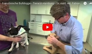 Video Französische Bulldogge