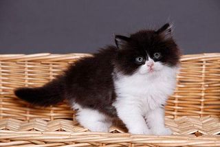 Britisch Langhaar Katzen gibt es in einer großen Farbvariation