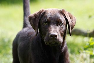 Nur für hundeerfahrene Familien eignet sich der Labrador